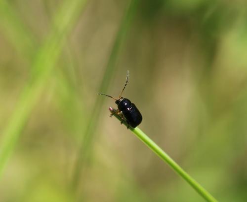 Cryptocephalus sp.